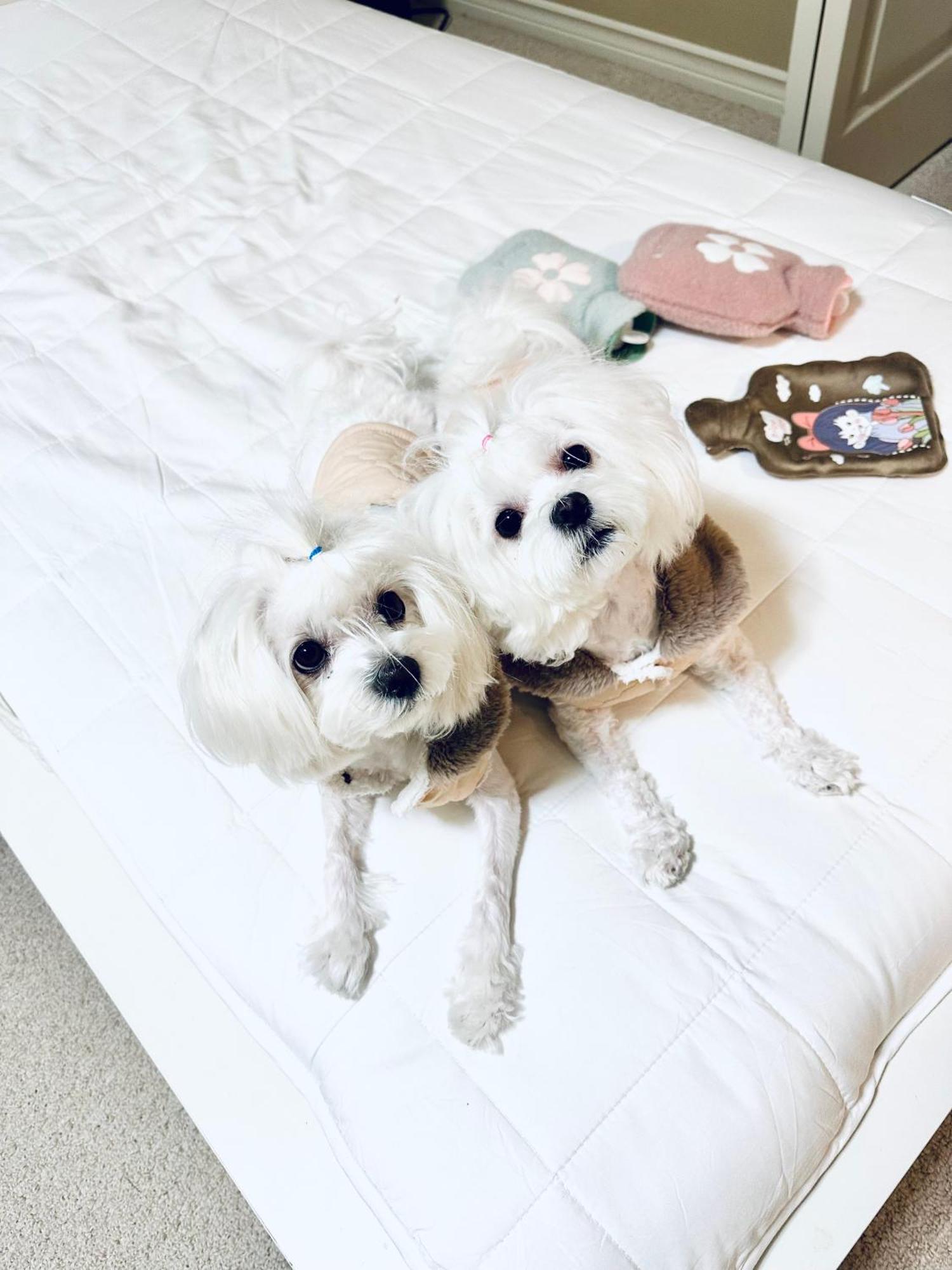Scorpio House Langley- Room 3 외부 사진